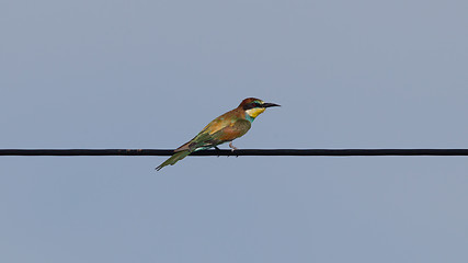 Image showing European bee-eaters (Merops Apiaster)