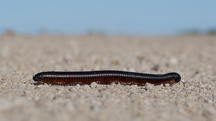 Image showing Large millipede, Africa