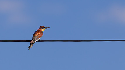 Image showing European bee-eaters (Merops Apiaster)