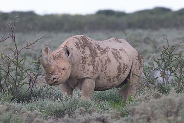 Image showing Black (hooked-lipped) rhinoceros (Diceros bicornis)