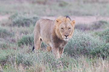 Image showing Lion walking on the rainy plains of Etosha