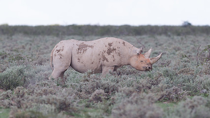 Image showing Black (hooked-lipped) rhinoceros (Diceros bicornis)