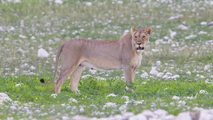 Image showing Lioness walking on the plains of Etosha