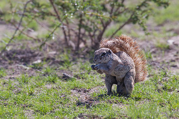 Image showing Ground squirrel