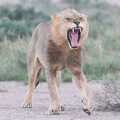 Image showing Lion walking on the rainy plains of Etosha