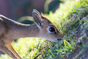 Image showing Kirk Dik-dik (Madoqua kirkii)