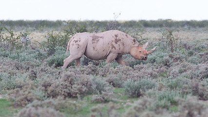 Image showing Black (hooked-lipped) rhinoceros (Diceros bicornis)