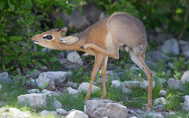 Image showing Kirk Dik-dik (Madoqua kirkii)