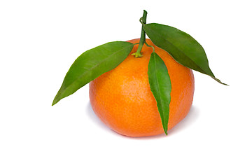 Image showing Mandarin with green foliage.