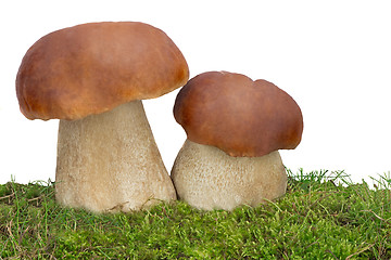 Image showing Two white fungus on the green grass. Presented on a white backgr