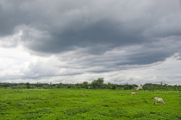 Image showing Cows Grazing