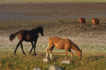 Image showing Horses in Sweden