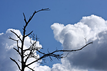 Image showing  Nature in south Sweden