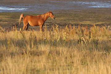 Image showing Horses in Sweden