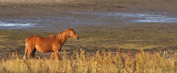 Image showing Horses in Sweden