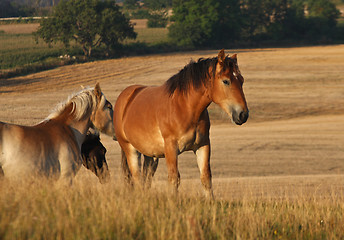 Image showing Horses in Sweden