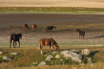 Image showing Horses in Sweden