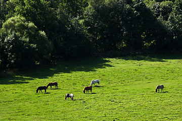 Image showing Horses in Sweden