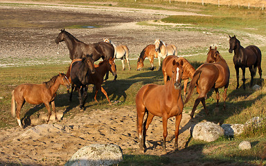 Image showing Horses in Sweden