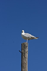 Image showing seagull