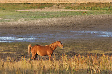 Image showing Horses in Sweden