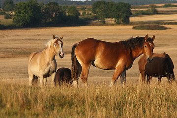 Image showing Horses in Sweden