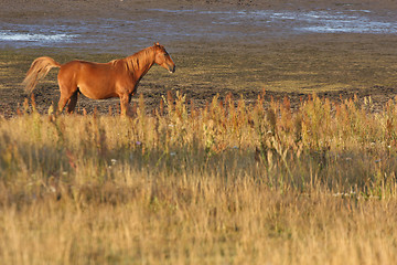 Image showing Horses in Sweden