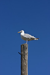 Image showing seagull