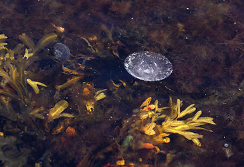 Image showing jellyfish in water