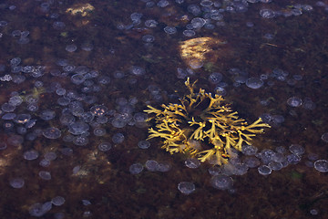 Image showing jellyfish in water