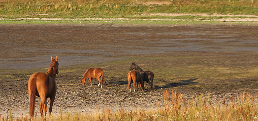 Image showing Horses in Sweden