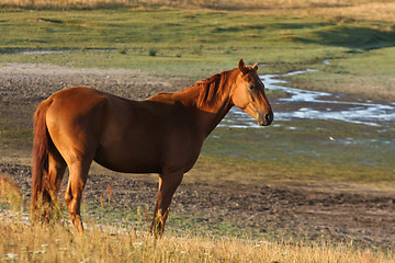 Image showing Horses in Sweden
