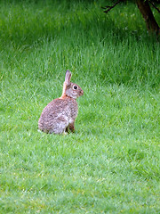 Image showing Wild Rabbit