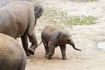 Image showing Elephants