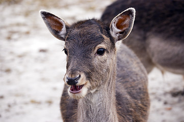 Image showing Fallow deer