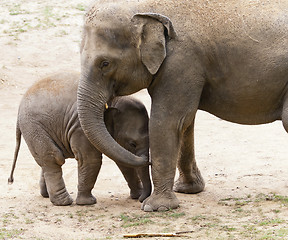 Image showing Elephants