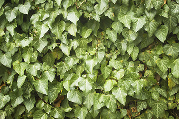 Image showing Leaves texture