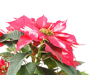 Image showing Poinsettia