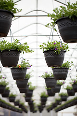 Image showing Nursery Hanging Flowers Pots