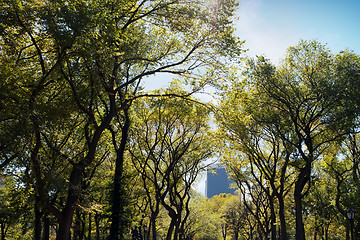 Image showing NYC Central Park Trees