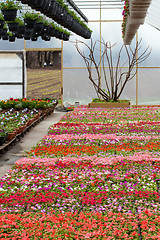 Image showing Greenhouse Nursery with Flowers