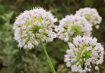 Image showing View beautiful of Onion flower stalks. Closeup