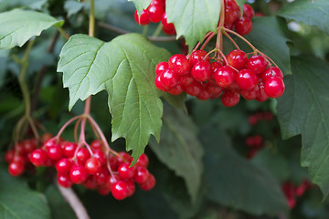 Image showing Scarlet berries viburnum on branches among foliage
