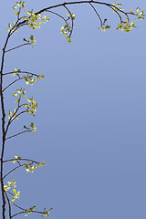 Image showing Spring Branch Frame