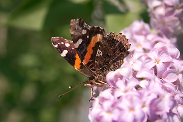 Image showing A Taste of Spring