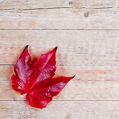 Image showing red autumn leaf 