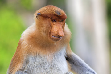 Image showing Proboscis monkey