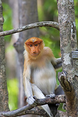 Image showing Proboscis monkey