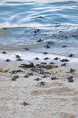 Image showing Turtle Hatchlings