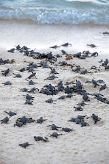 Image showing Turtle Hatchlings